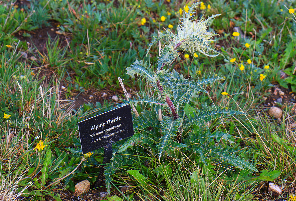 One of the many informative trailside signs - Alpine Ridge Trail