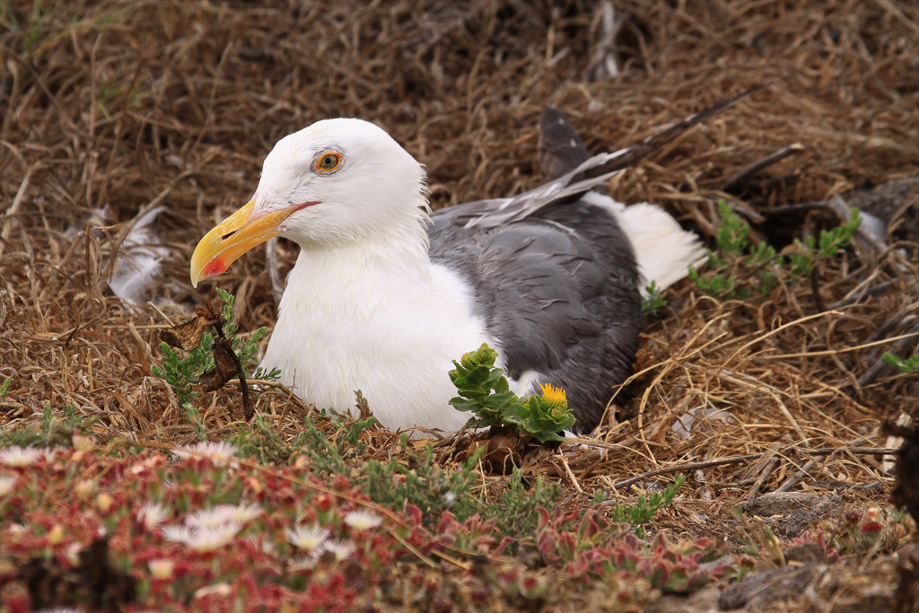 Western Gull - California