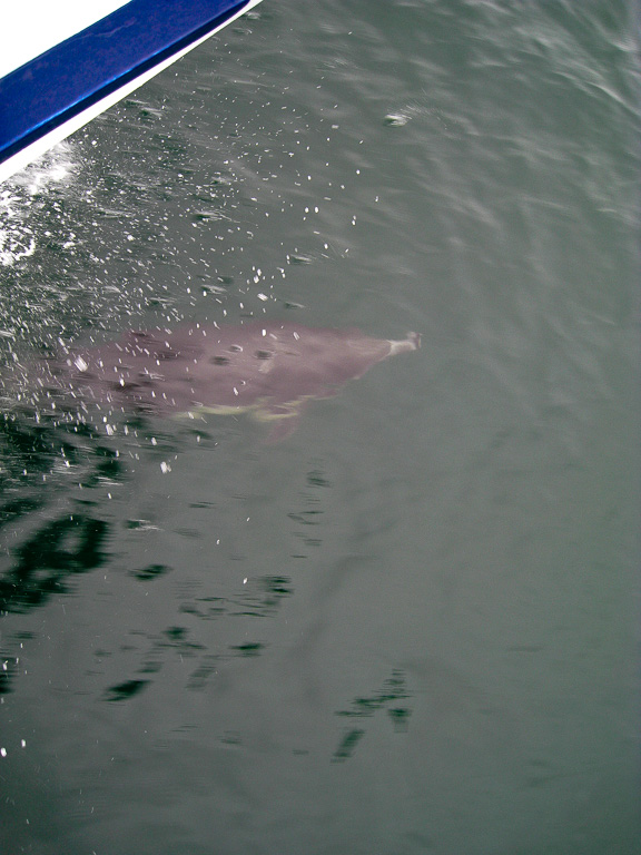 Dolphin riding the bow - Anacapa Loop Trail