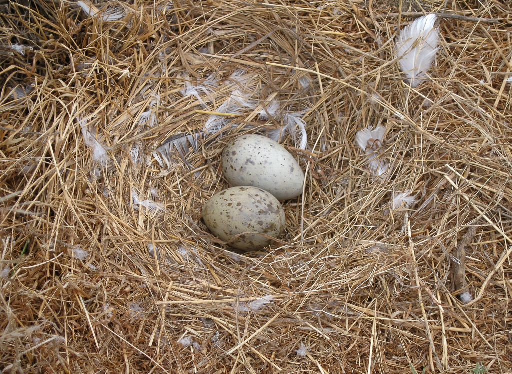 Eggs in a nest - Anacapa Loop Trail