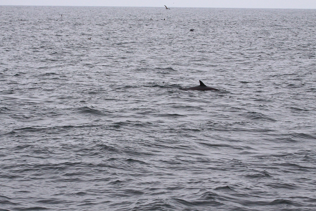 Dolphin escort - Anacapa Loop Trail