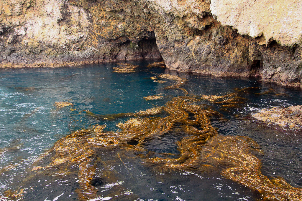 Kelp forest - Anacapa Loop Trail