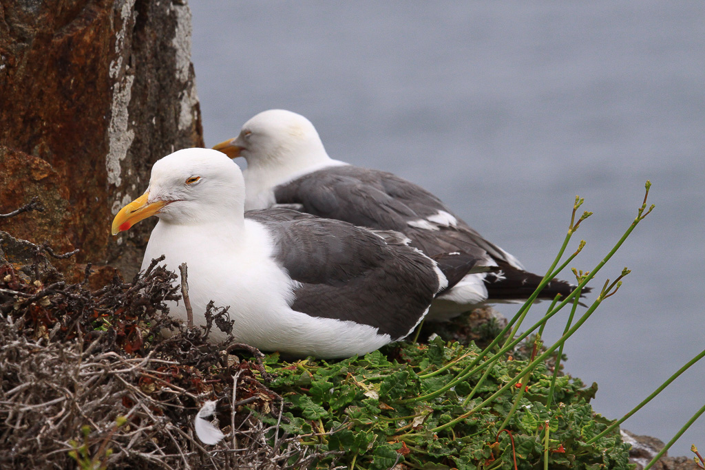 Western gulls - Anacapa Loop Trail