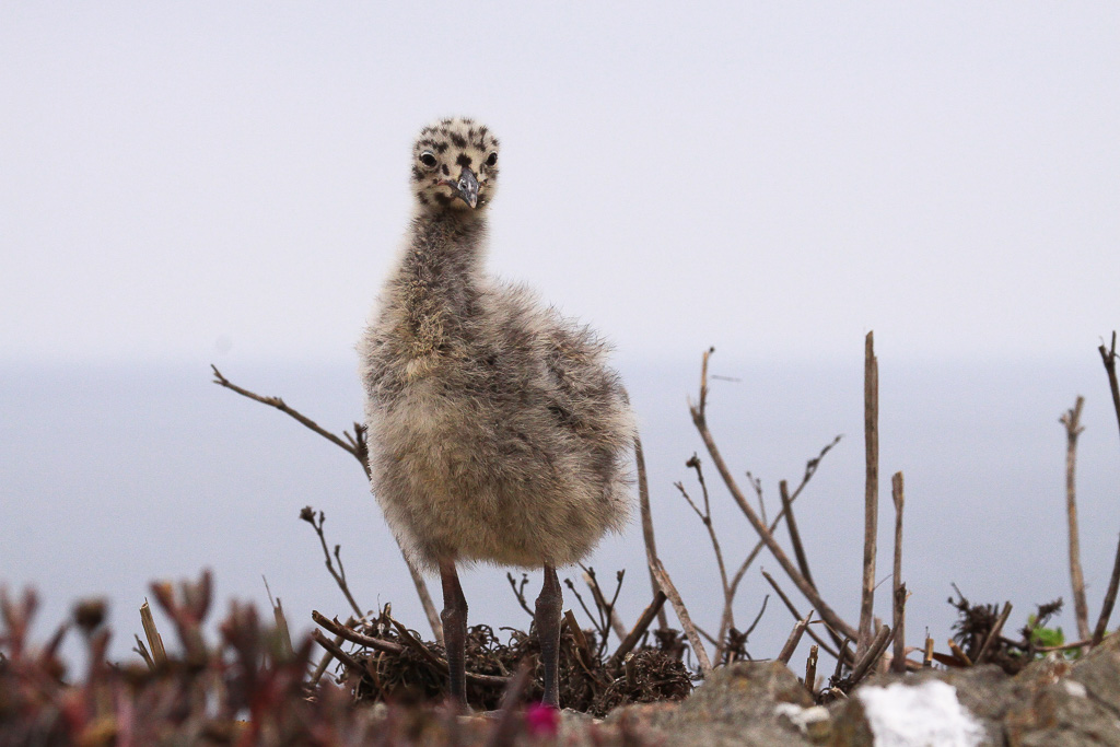 Western gull chick - Anacapa Loop Trail