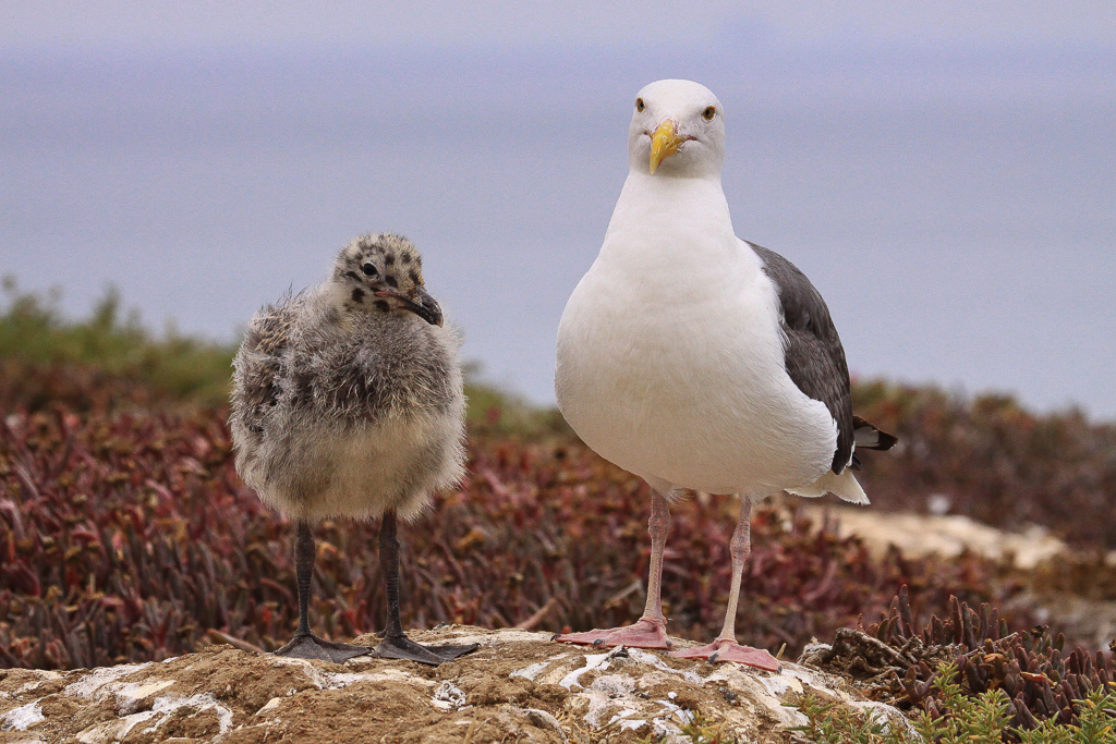 Western Gull and Chick - California