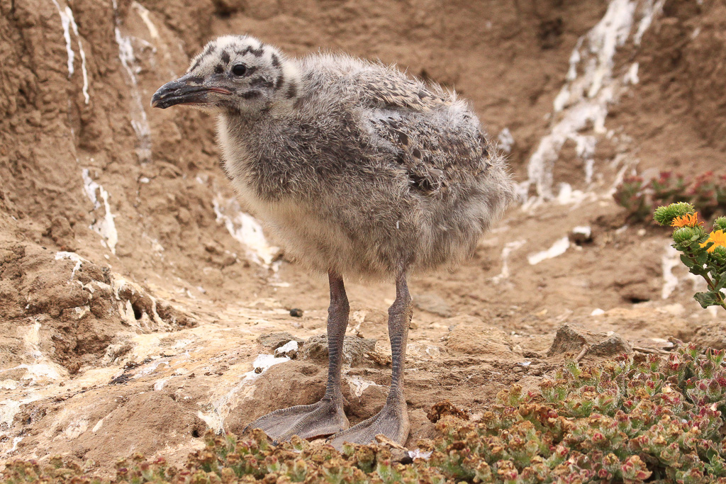 Fluffy chick - Anacapa Loop Trail
