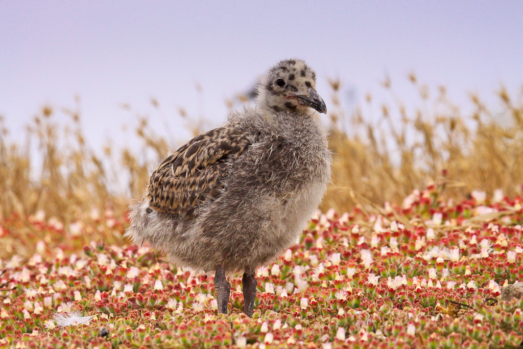 Western Gull Chick - California