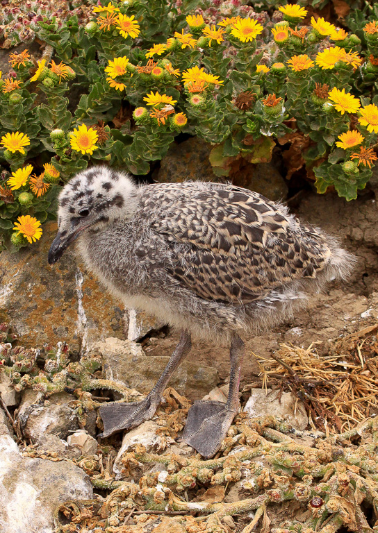 Chick and gumweed - Anacapa Loop Trail