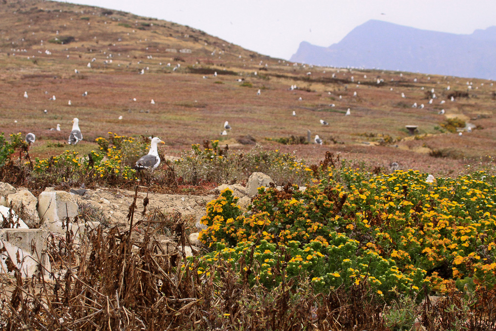 Where's Waldo? - Anacapa Loop Trail