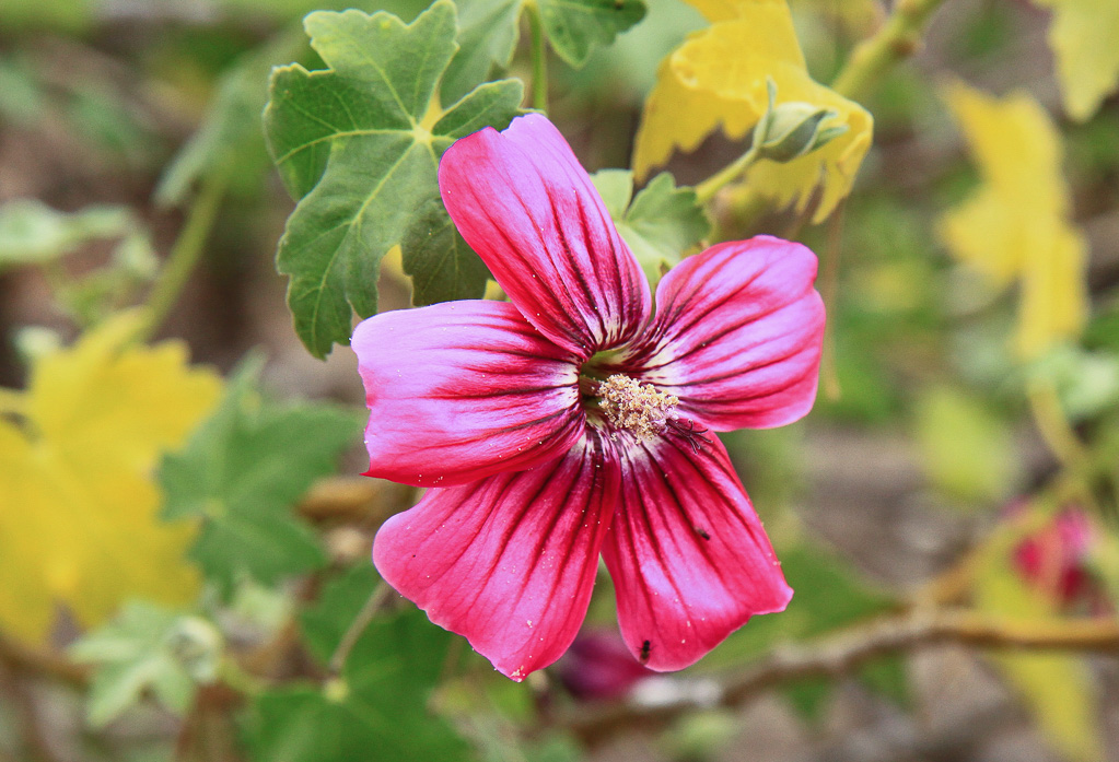 Island Rose Mallow - Anacapa Island, California