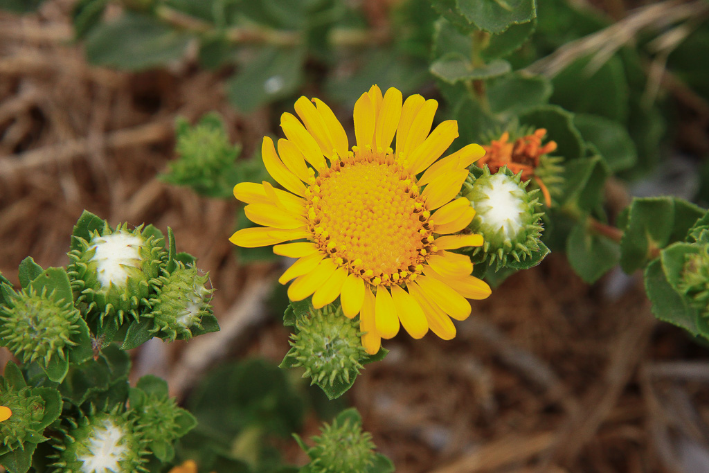 Gumweed bloom - Anacapa Island, California
