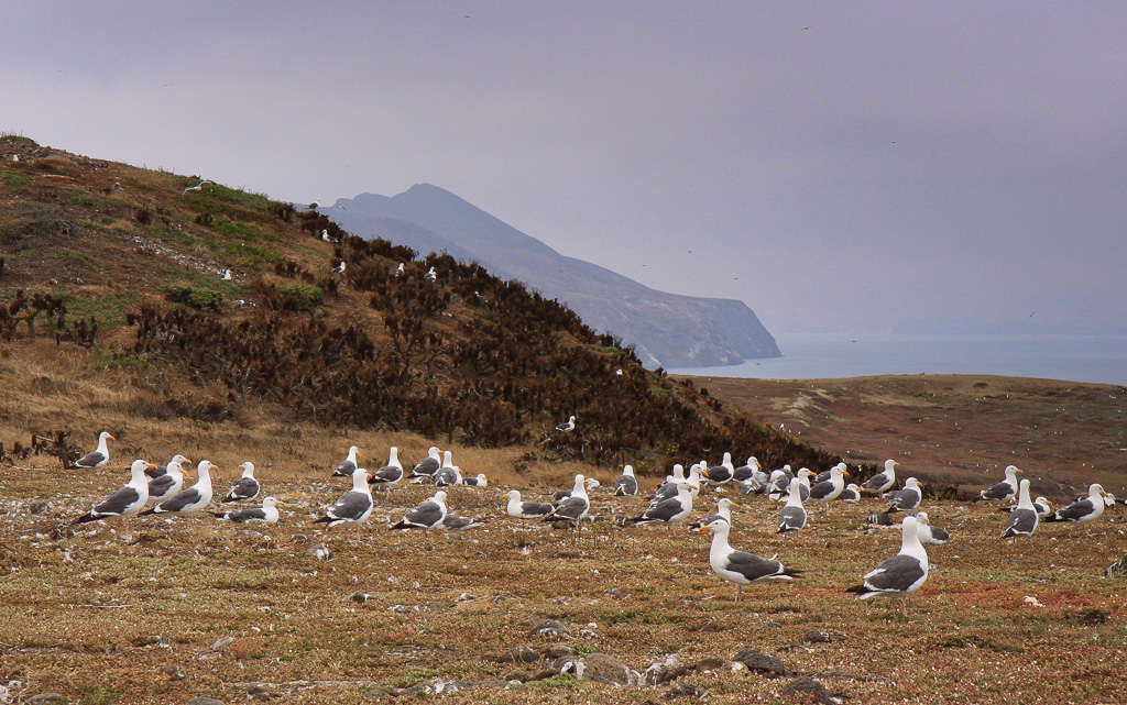Western gulls nesting - Anacapa Loop Trail