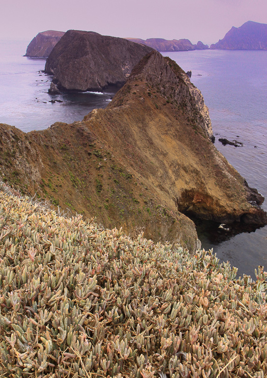 Sea figs at Inspiration Point - Anacapa Loop Trail