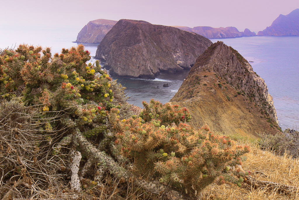 Cholla cactus at Inspiration Point - Anacapa Loop Trail