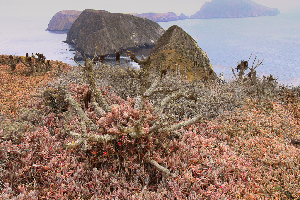 Giant Coreopsis at Inspiration Point - Anacapa Loop Trail
