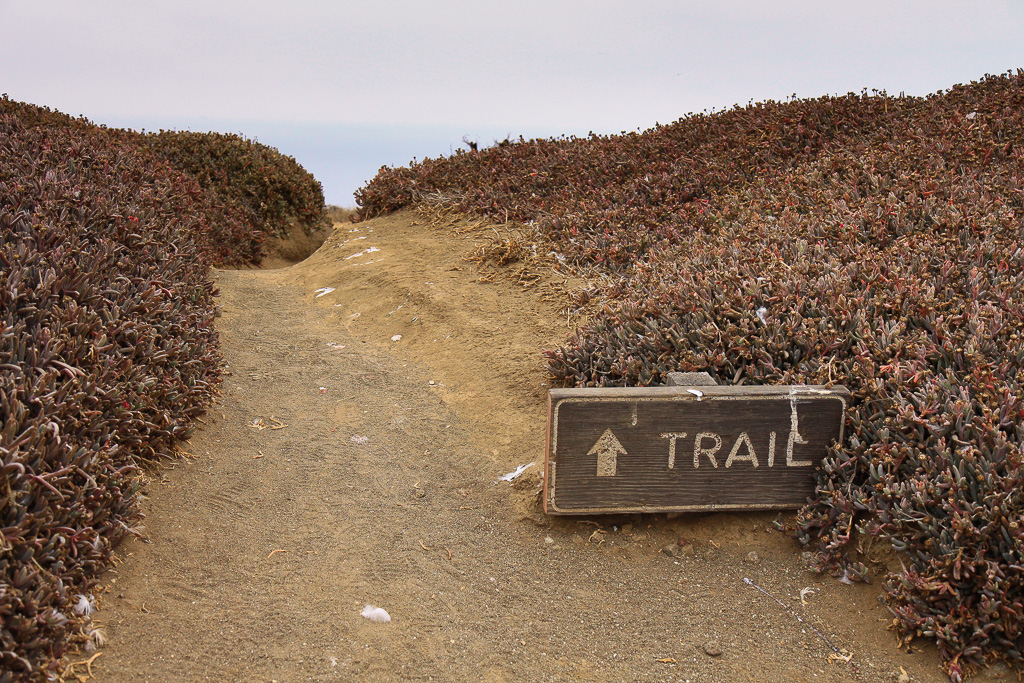 Yep, that's the trail - Anacapa Loop Trail