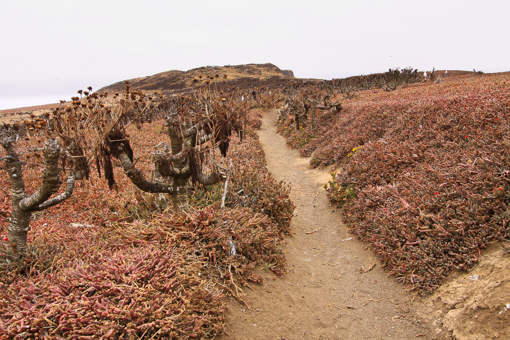 Trail and vegetation - Anacapa Loop Trail