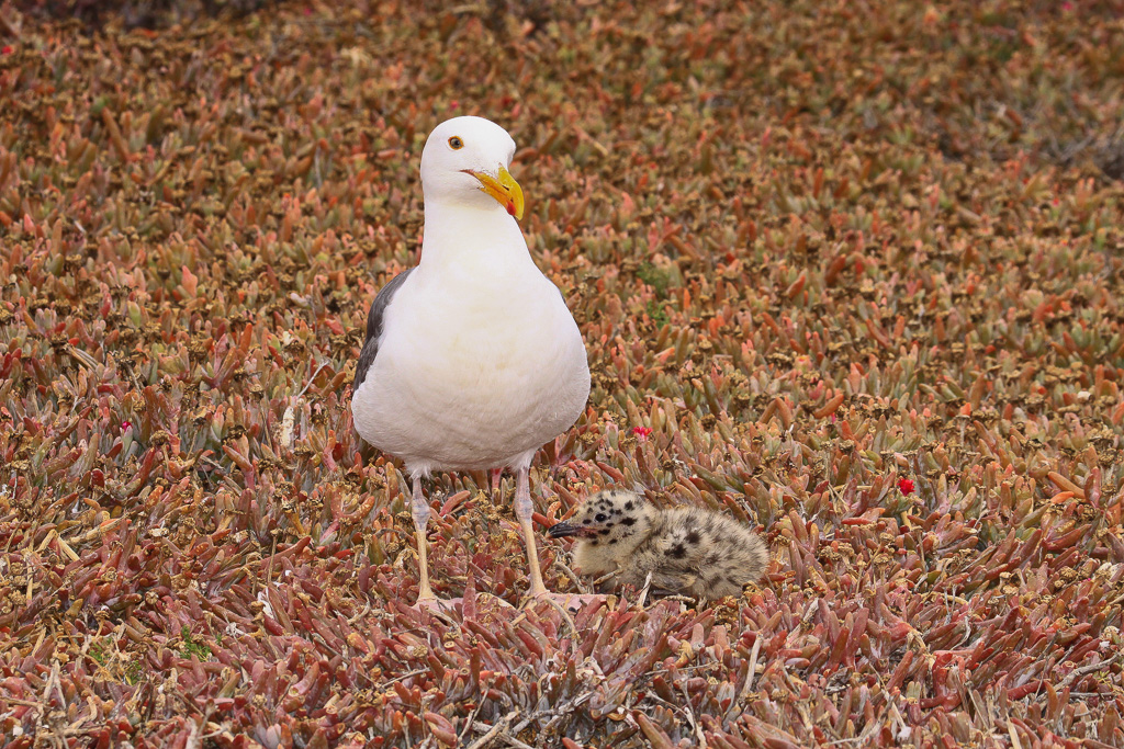 Sea gull and fluffy little chick - Anacapa Loop Trail