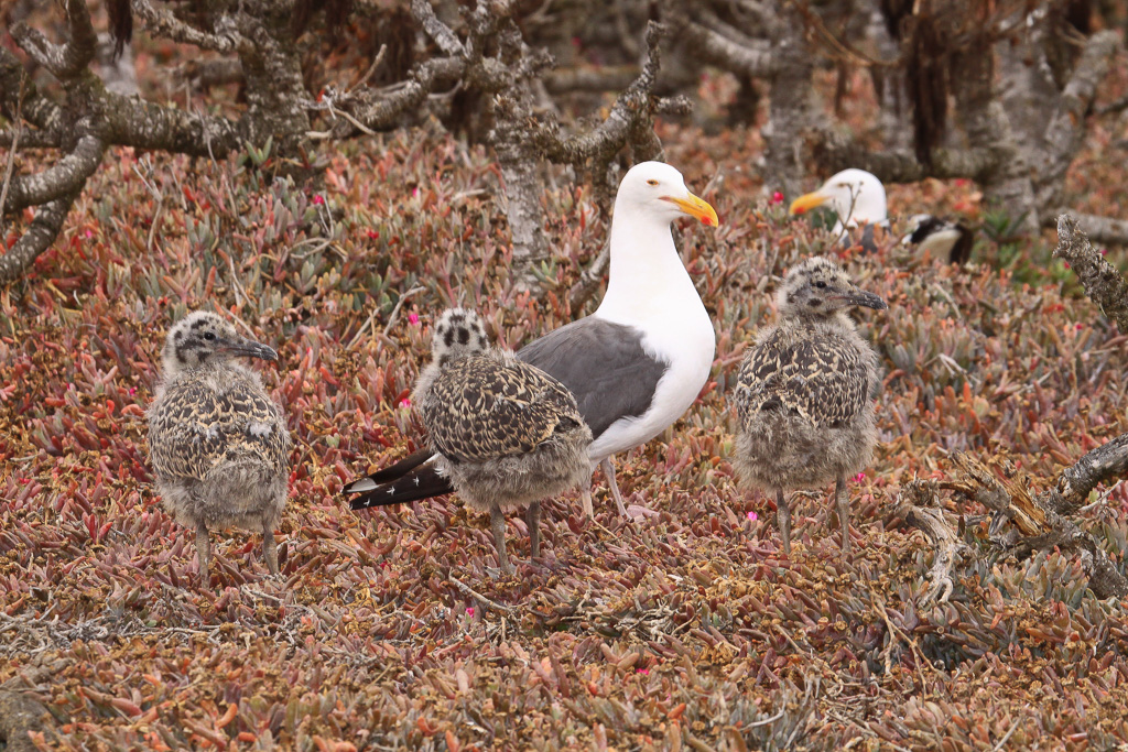 A trio of chicks - Anacapa Loop Trail