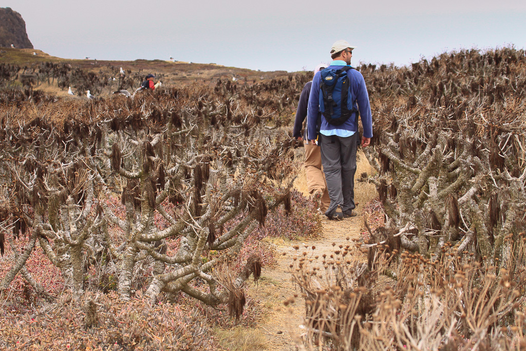 The Coreopsis Forest - Anacapa Loop Trail