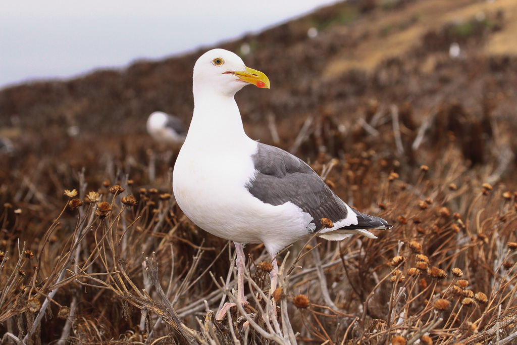 Whitey bird - Anacapa Loop Trail