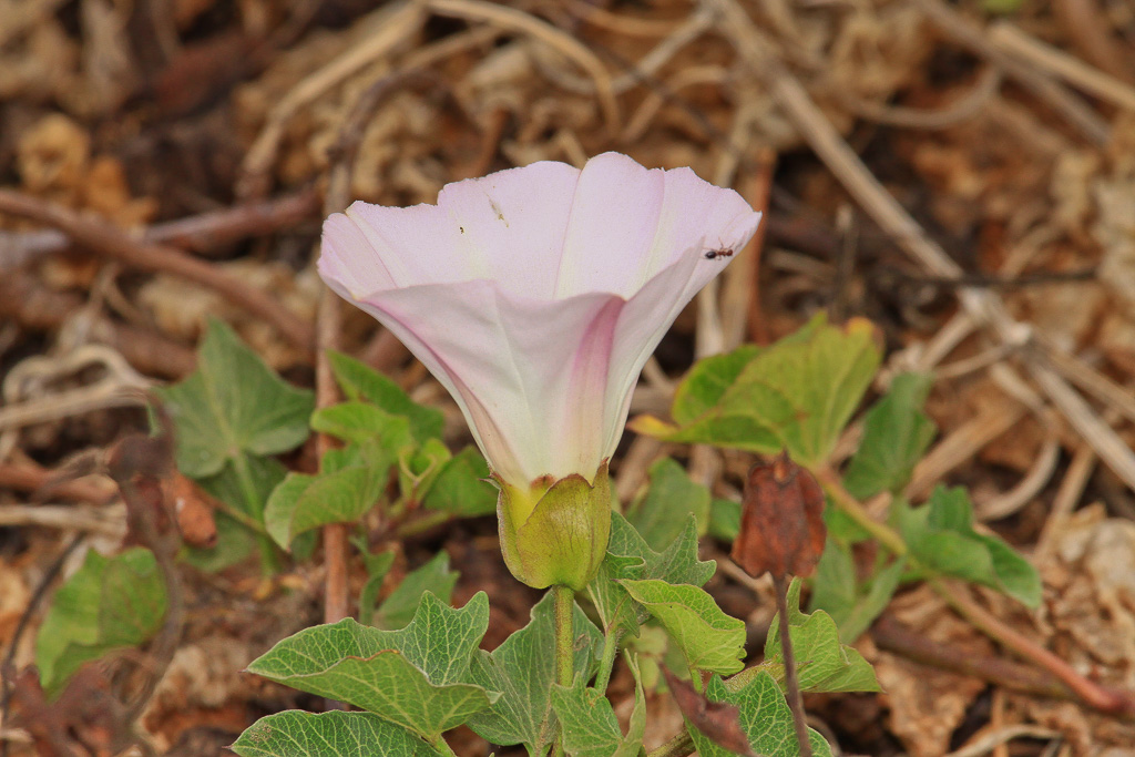 Island Morning Glory - Anacapa Loop Trail