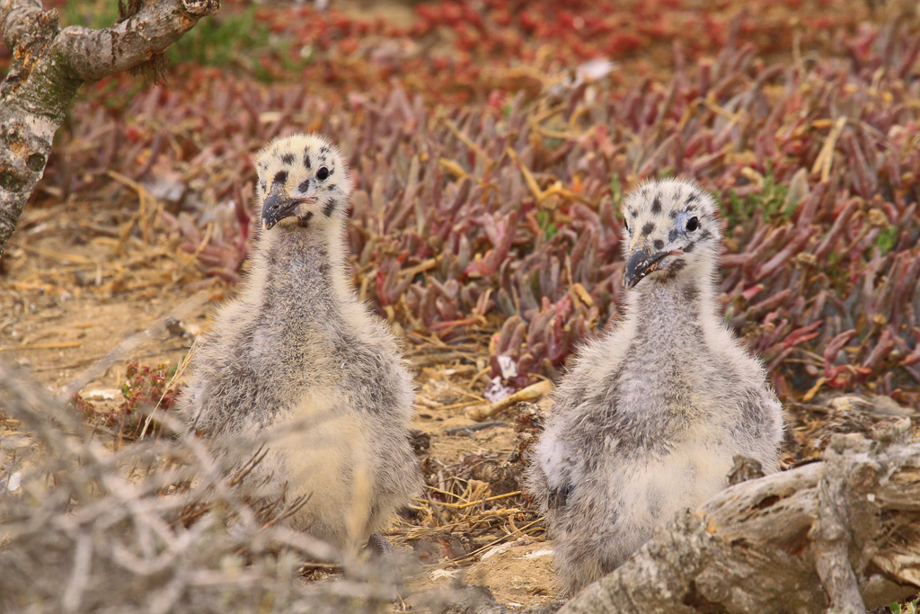 Double trouble - Anacapa Loop Trail