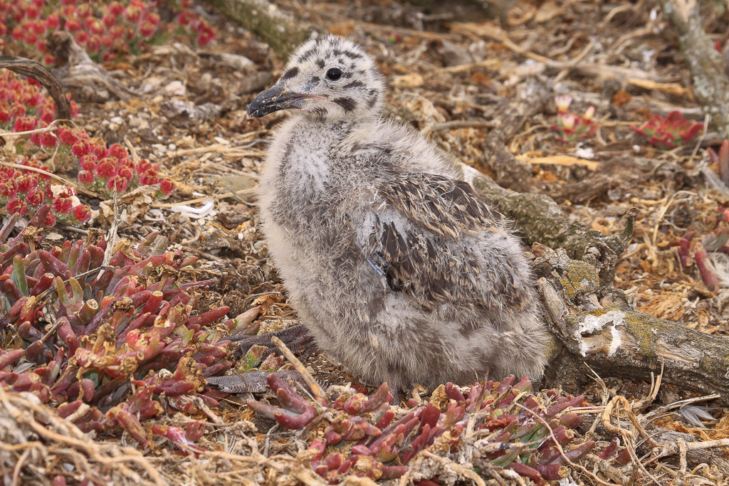 Cute little chicky - Anacapa Loop Trail
