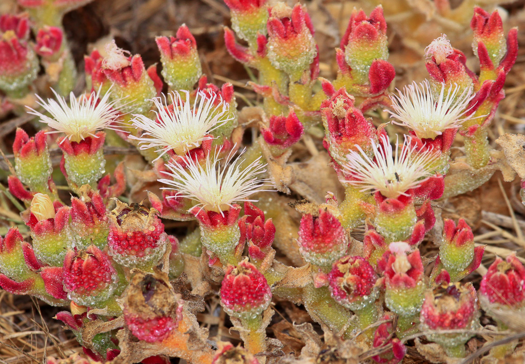 Crystalline iceplant - Anacapa Island, California