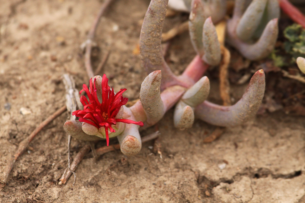 Sea fig bloom - Anacapa Loop Trail