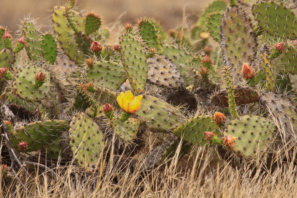 Prickly pear - Anacapa Loop Trail