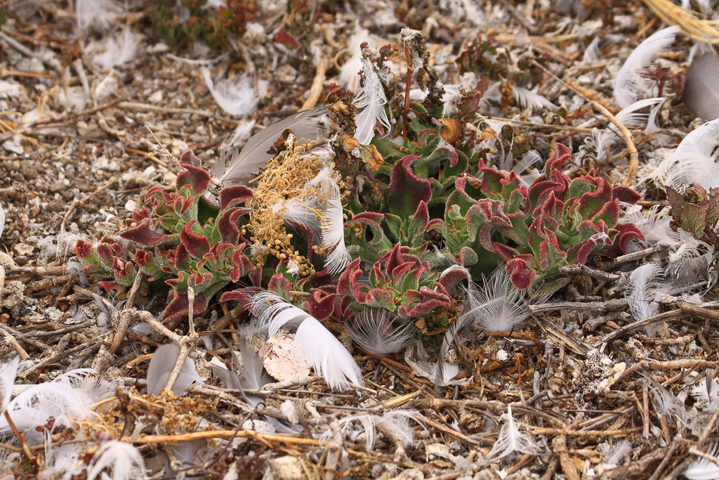 Iceplant and feathers - Anacapa Loop Trail