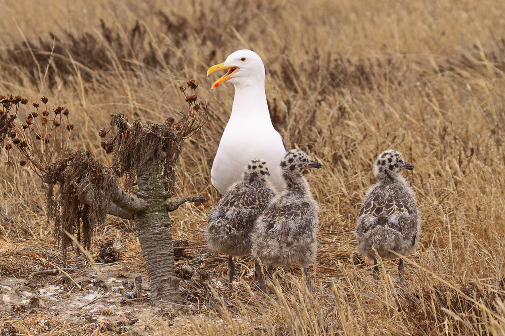 Because mom says so - Anacapa Loop Trail
