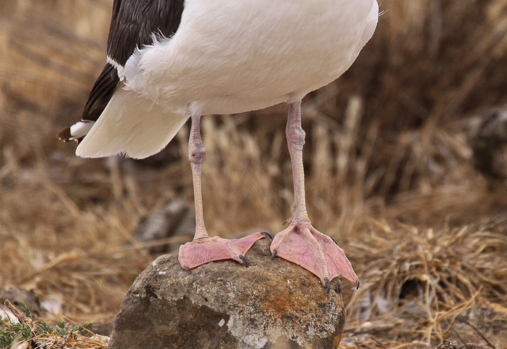 Red feet - Anacapa Loop Trail