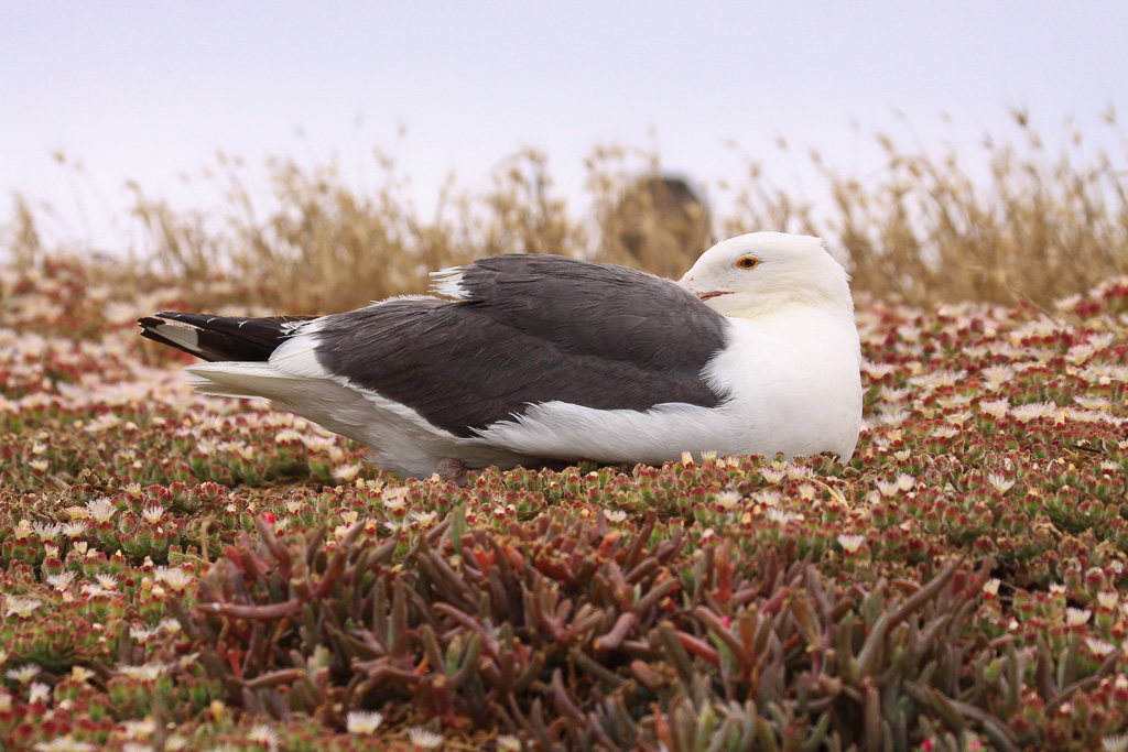 Sheltered from the wind - Anacapa Loop Trail