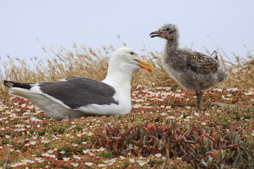 Western gull and chick - Anacapa Loop Trail