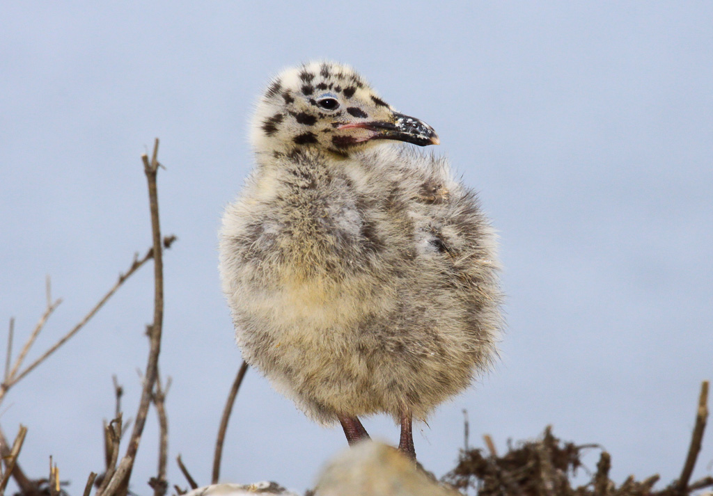 Western Gull Chick - California