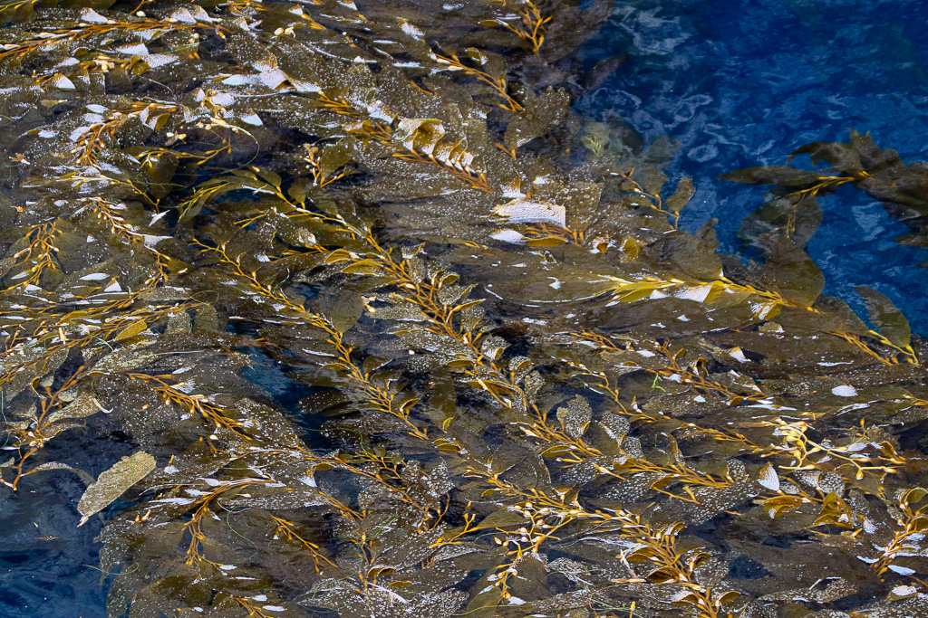 Kelp forest - Anacapa Loop Trail
