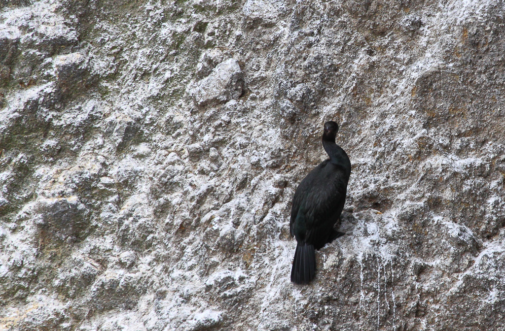Cormorant - Anacapa Loop Trail