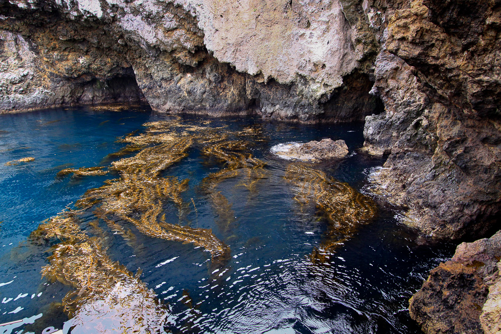 Kelp forest - Anacapa Loop Trail