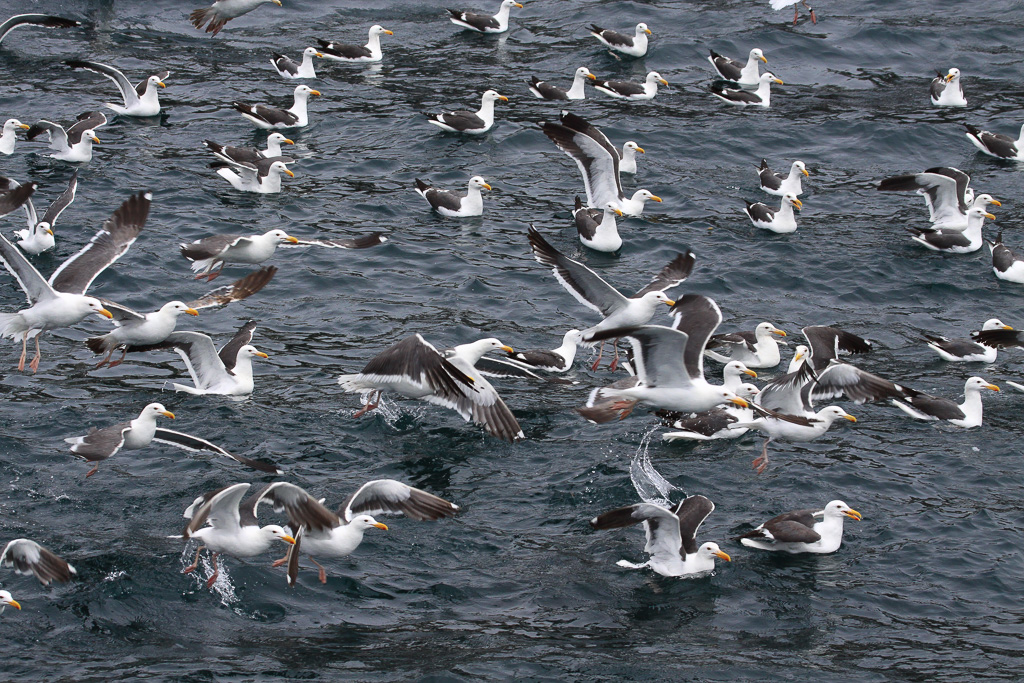 Western gulls in flight - Anacapa Loop Trail
