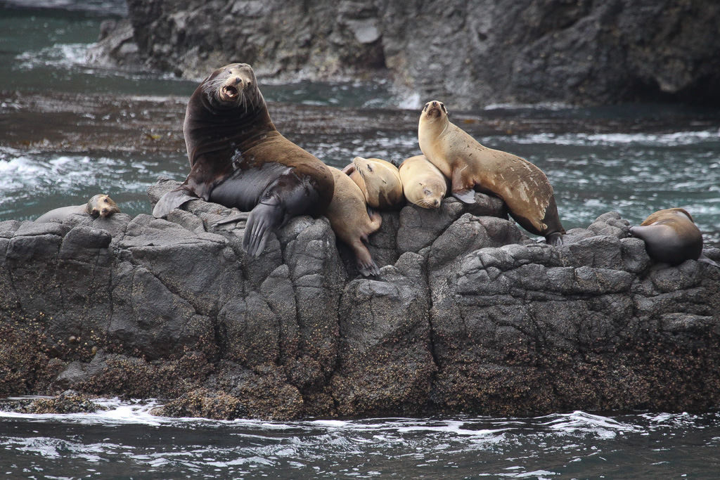Sea Lions - Anacapa Loop Trail