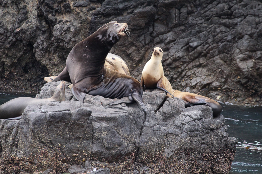 Sea Lions - East Anacapa, California