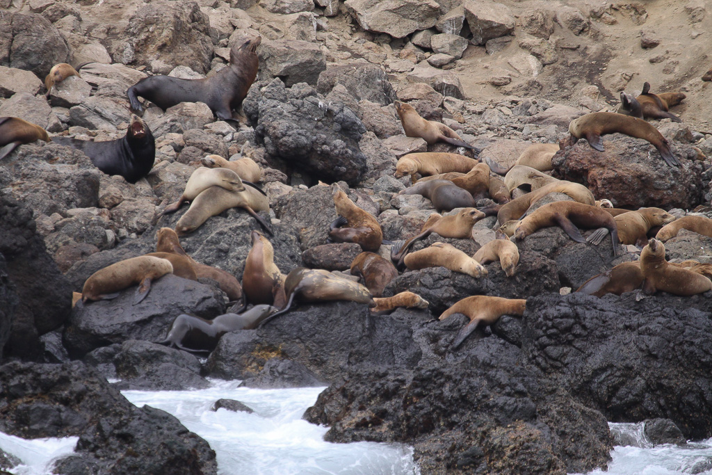Sea Lions - Anacapa Loop Trail