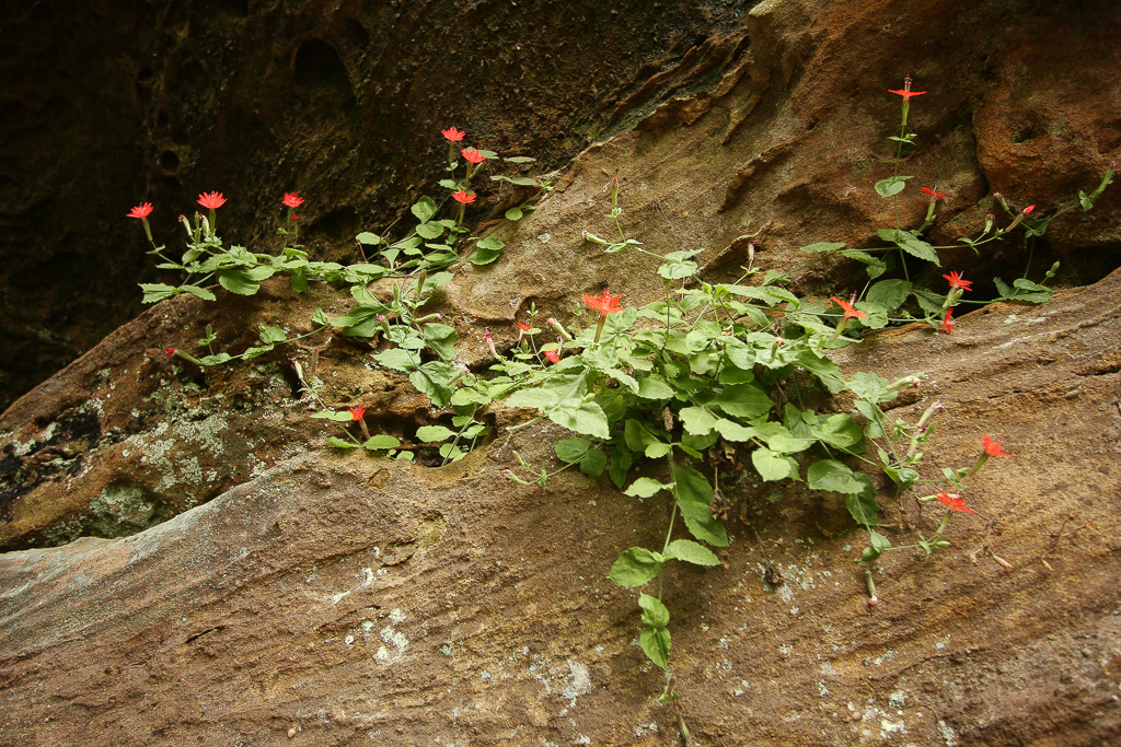 Catchfly - Angel Windows, Red River Gorge, KY 2008