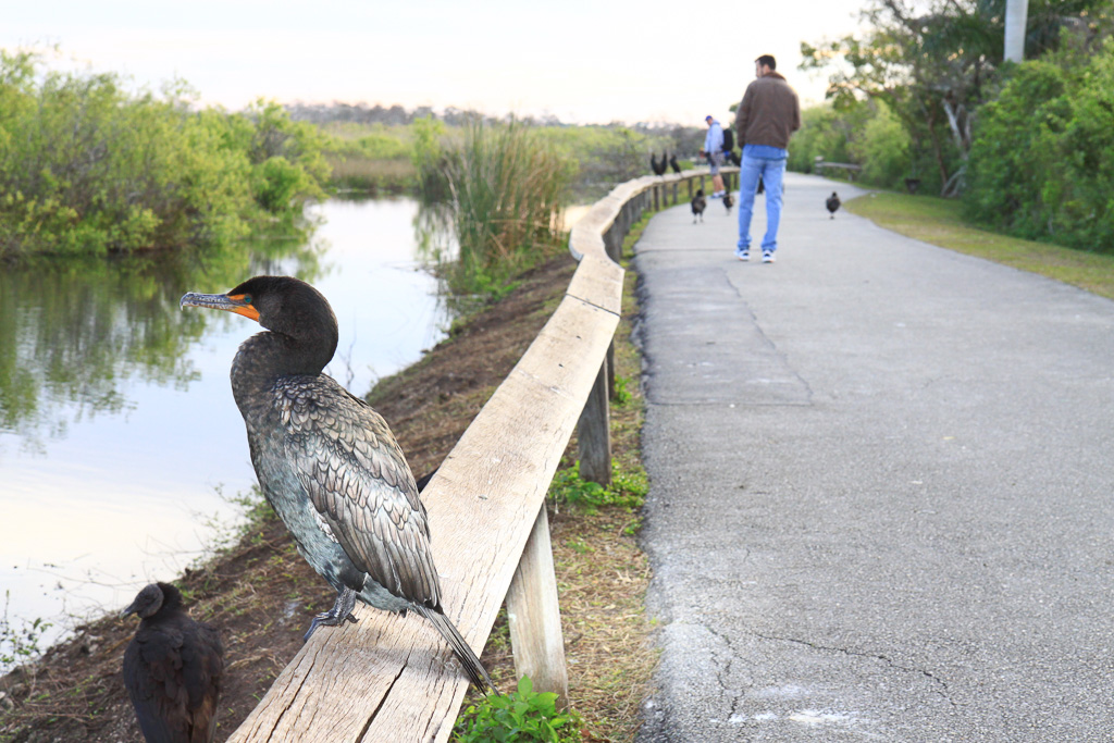 Cormorant on the railing - Anhinga Trail