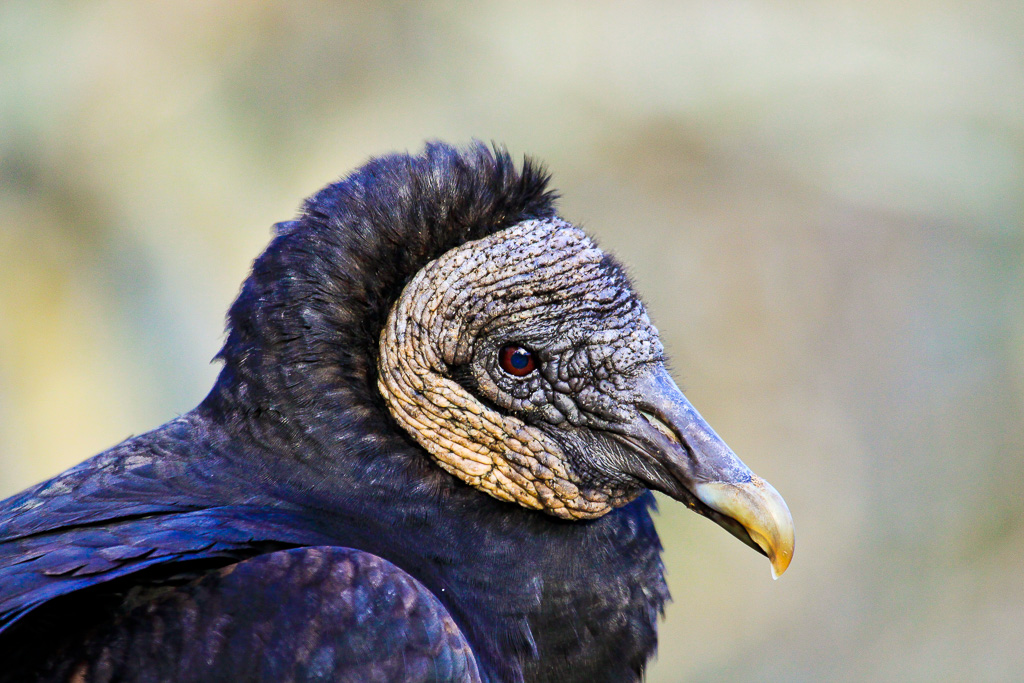 Black Vulture -  Florida
