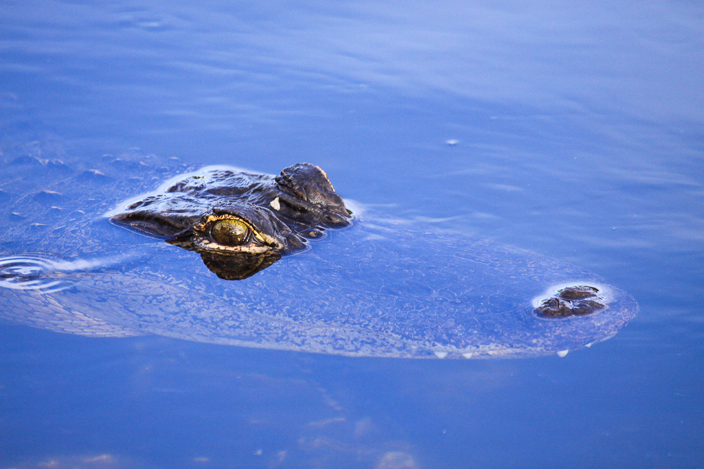 Submerged Alligator - Anhinga Trail, Everglades NP, Florida