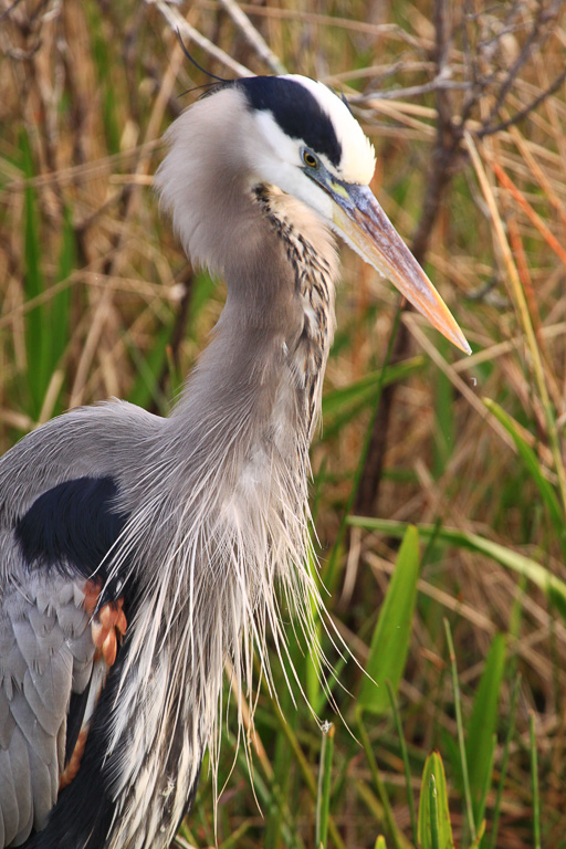 Great Blue Heron - Anhinga Trail