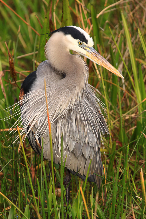 Great Blue Heron -  Florida